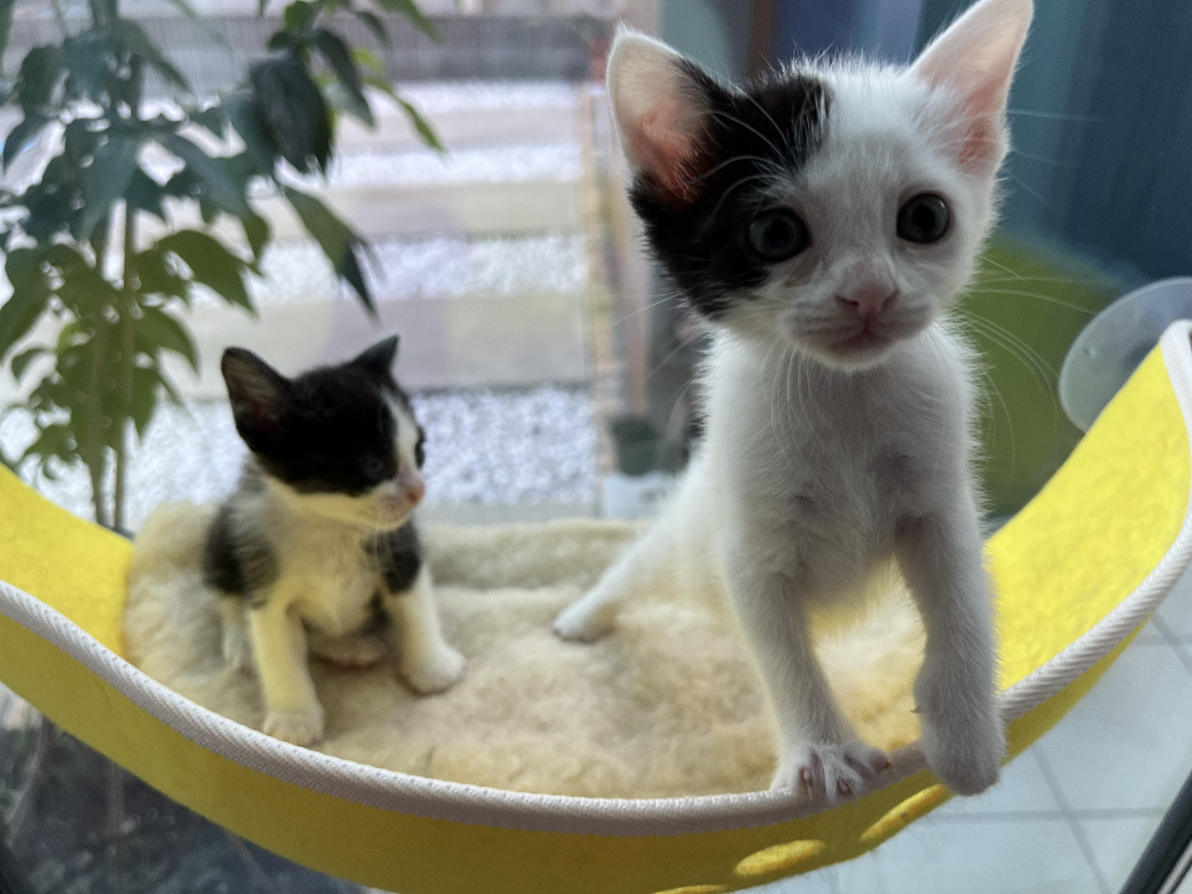 越谷レイクタウン店 - やすたけ3