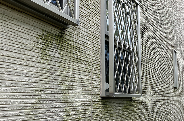 カビ・コケ・藻