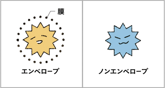 ウイルスは、脂質を含む薄い膜で覆われている「エンベロープウイルス」と膜がない「ノンエンベロープウイルス」の2つに大きく分けることができます