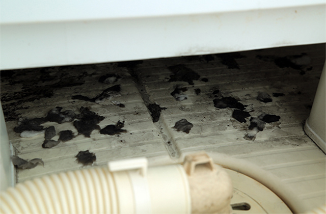 洗濯機と洗濯パンの間のホコリや汚れ