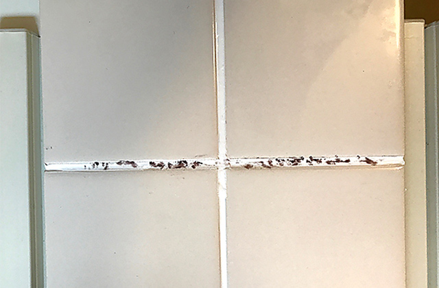 開発② 防カビ剤開発スタート！まずは自宅でカビ飼育